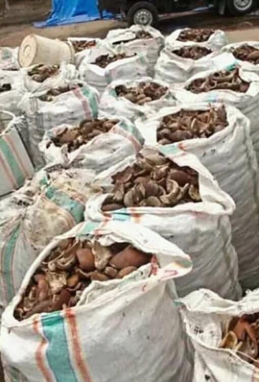 cari kopra kering kadar 5%