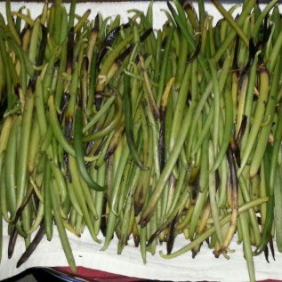 Dibutuhkan vanili basah jenis planifolia 