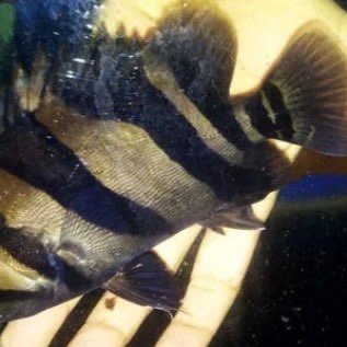 Ikan ringau/ikan karingau/ikan dartz tiger fish