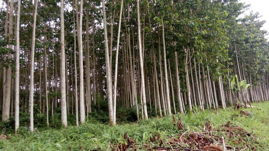 Dicari kayu jabon/ sengon kebutuhan industri kuota 10.000m3 / bln hub 