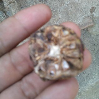 Cari pembeli