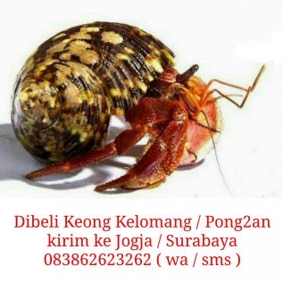 dibeli hewan pantai keong pong2/kelomang/umang2