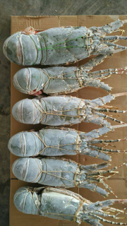 Beli Lobster hidup dan beku