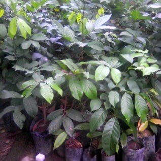 Bibit Kopi Ateng dan Bibit Kopi Brebes