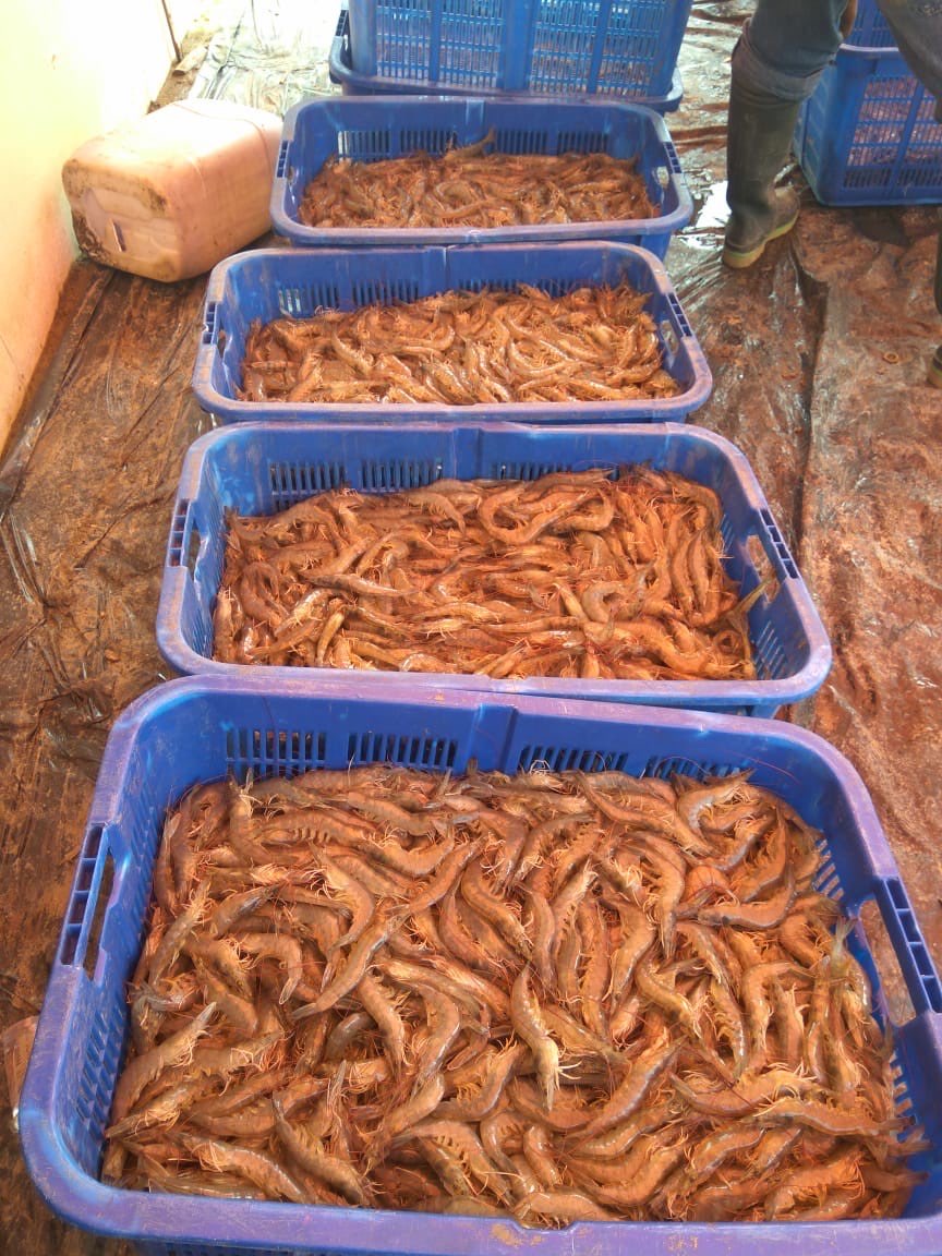 Udang Peci Size 90