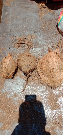 kelapa tua,arang,kopra