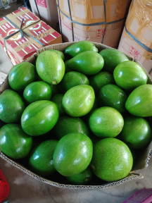 Alpukat mentega