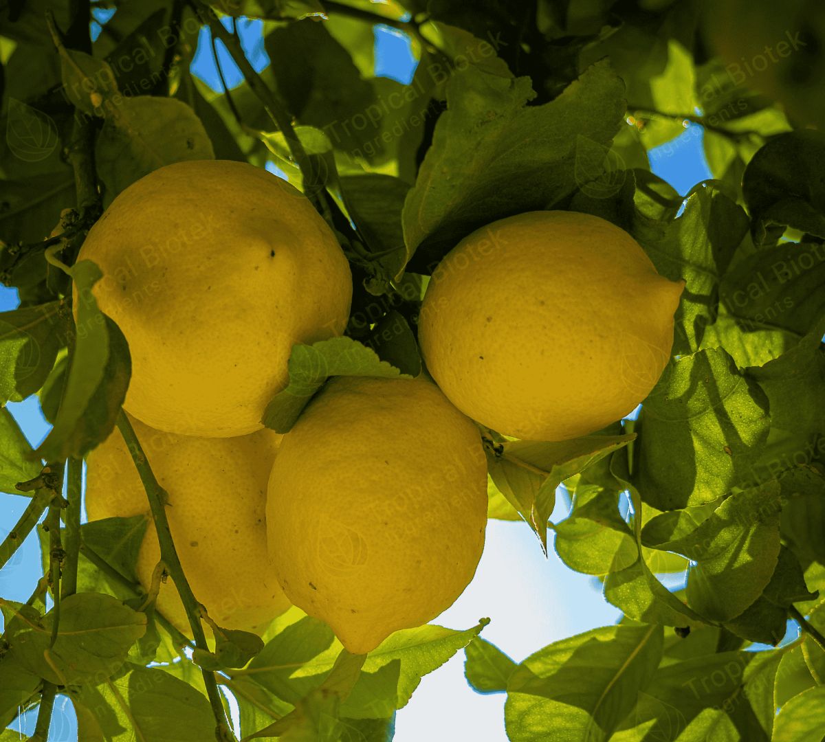 LMNTERP Lemon Terpenes - Tropical Biotek Ingredients - MCI Miritz