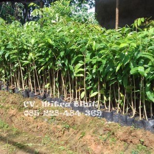[JUAL] Bibit Gaharu Malacensis Super Unggul dan Penyedia Jasa Inokulasi