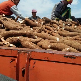 Jual Singkong Bahan Baku Keripik