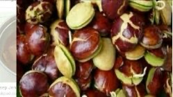 kami menyediakan jengkol sepi/bewe yg di proses dgn cara penguburan di tanah