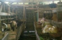 jual domba-kambing
