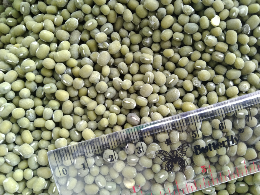 kacang hijau lokal butex