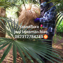 jual pohon palem jenggot 
