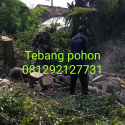 jasa potong pohon 