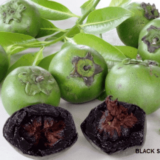 bibit buah blacksapote/sawo hitam siap tanam