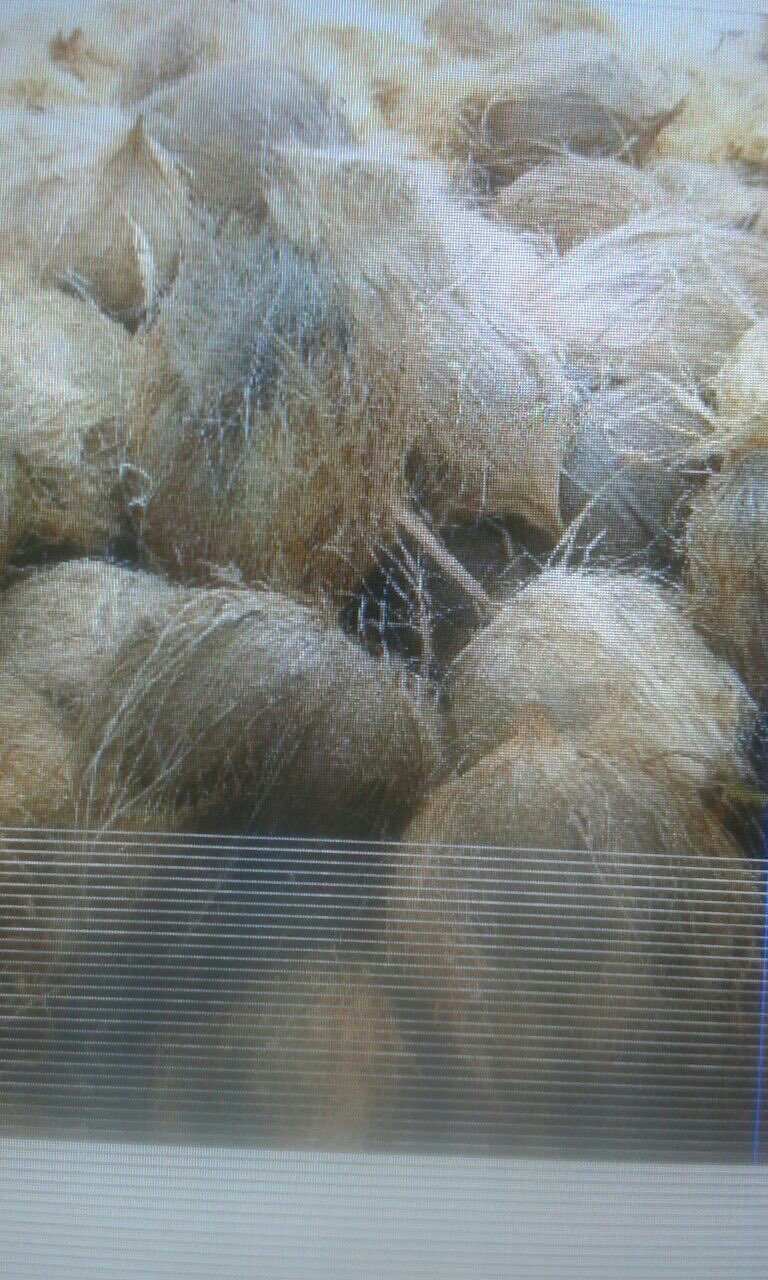 kelapa tua