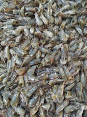 kepala udang basah