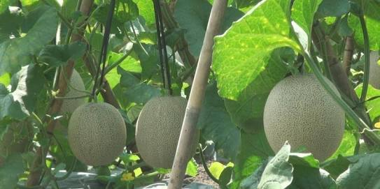 BUAH MELON SIAP PANEN
