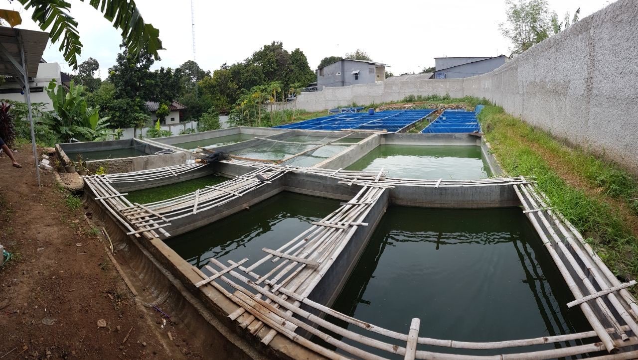 BIBIT IKAN LELE 5-6 CM 