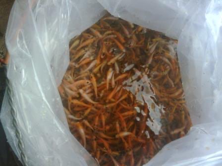 Jual Bibit Ikan Nila Murah dengan Garansi