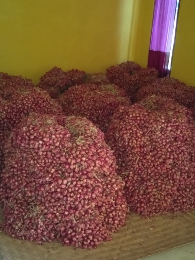 jual benih/sayur bawang merah brebes hub wa/hp  