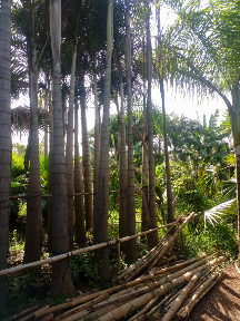jual pohon palem bismarkia dll.