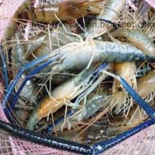 Udang Galah Air Tawar