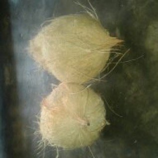 kelapaku