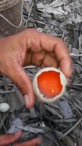 telur bebek merah