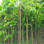 jual pohon mahoni