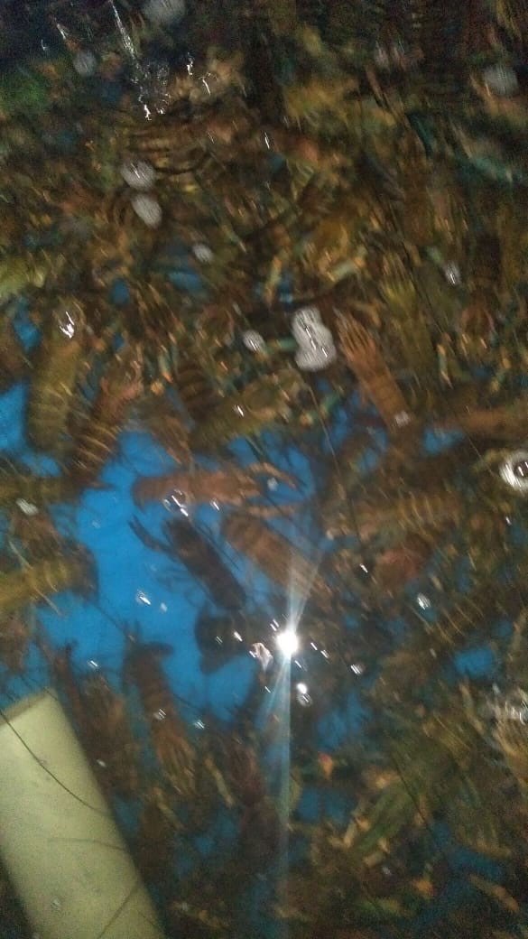 Jual Indukan Lobster Air Tawar Bali