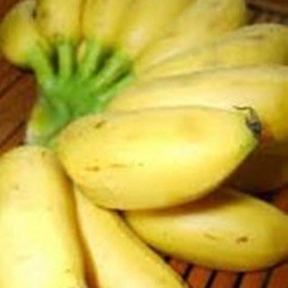 bibit pisang emas kualitas unggul siap tanam hasil memuaskan