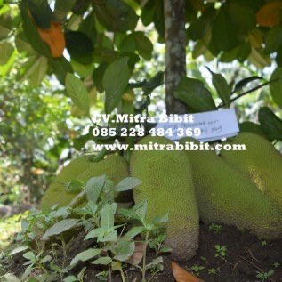 Bibit Tanaman Nangkadak " Nangka Cempedak " Rajin Berbuah Lokasi Purworejo 