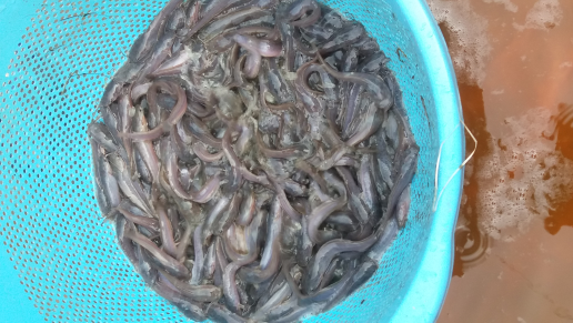 Jual Benih dan Lele konsumsi