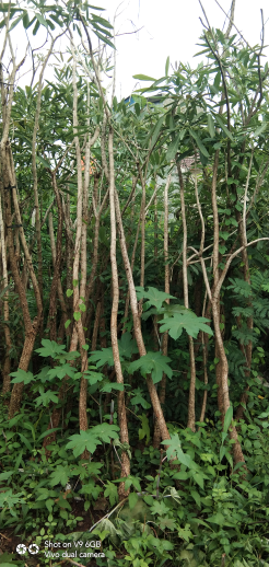 jual pohon tabebuya 