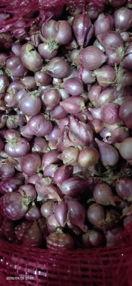 Bawang Merah Karet