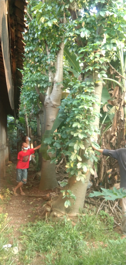 jual kaki gajah 