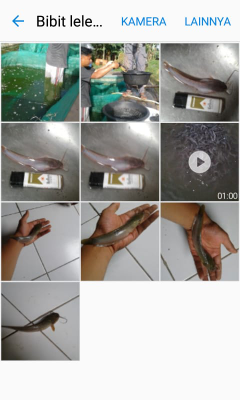 bibit lele dan konsumsi