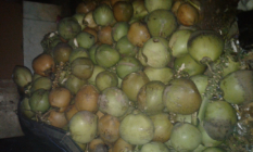 kelapa muda