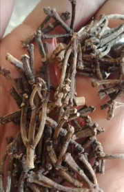 jual gagang cengkeh