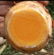 temulawak