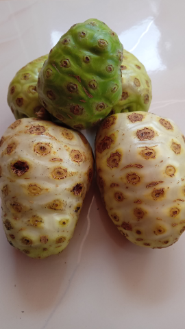 Mengkudu