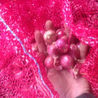 Siap Kirim Bawang Merah Bima dari Alahan Panjang, Solok