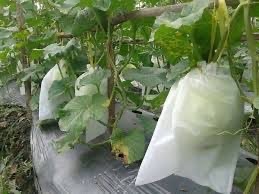 Buah di Bungkus