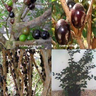 JABOTICABA ( Myrciaria cauliflora)