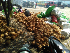 Jual Kelapa area surabaya dan sekitarnya
