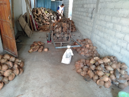 jual kelapa tua