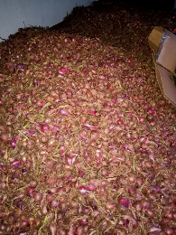 jual bawang merah