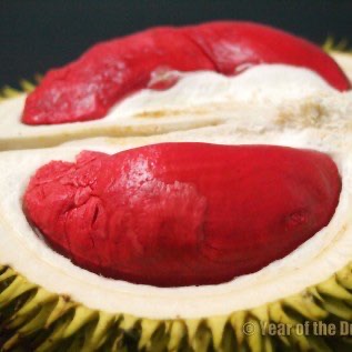 bibit durian merah yang unik rasa buah manis unik berwarna merah dan rendah alkohol